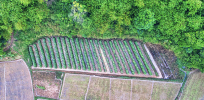 Planting roots of resilience: How agroforestry helps farmers weather the climate crisis